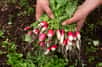 Les radis font partie des légumes-racines que l’on sème régulièrement au potager du printemps à l’automne. Rapides à pousser, comptez 3 à 4 semaines avant d’apprécier leur fraîcheur et leur croquant avec une pointe de piquant.